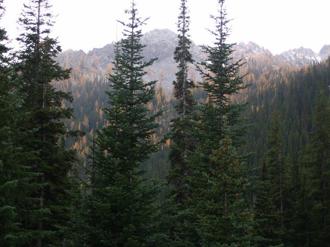 Before the Pyramid trail junction, the first larches started appearing, providing some welcome brighter shapes under the dim cliouds.